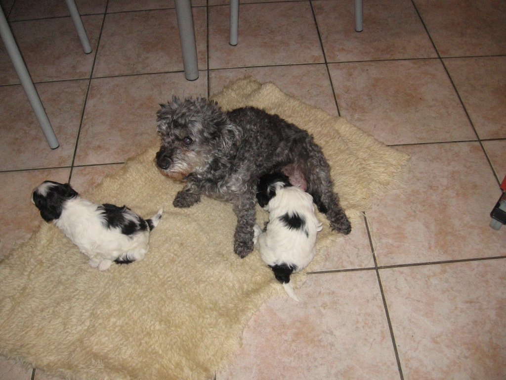 Qui ci sono troppi gatti, apriamo una discussione cani
